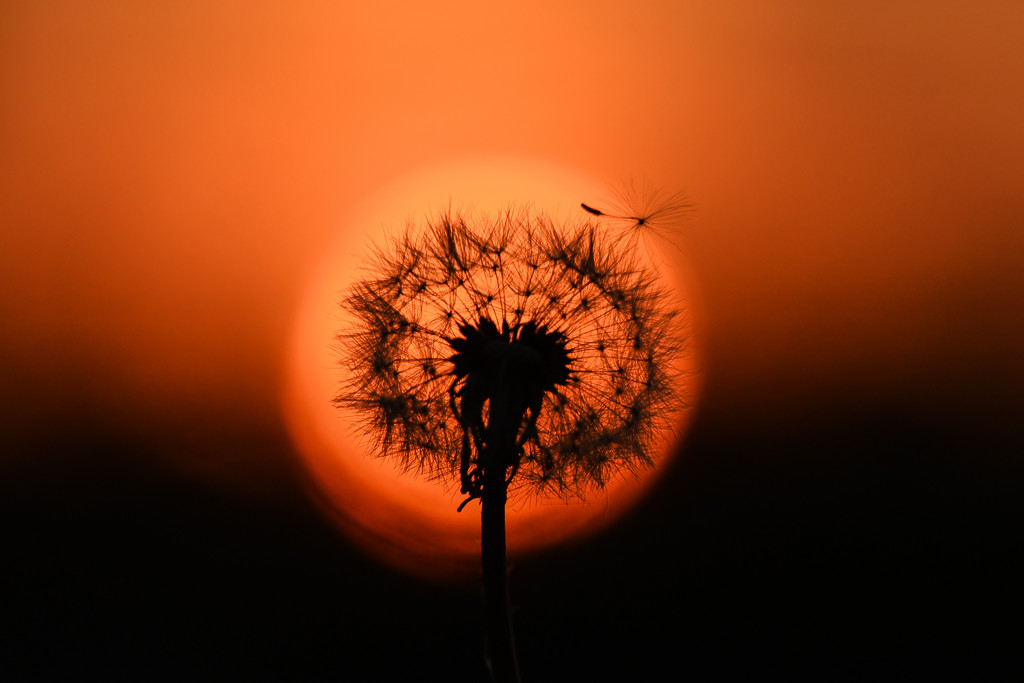 Dandelion Sunset by kareenking