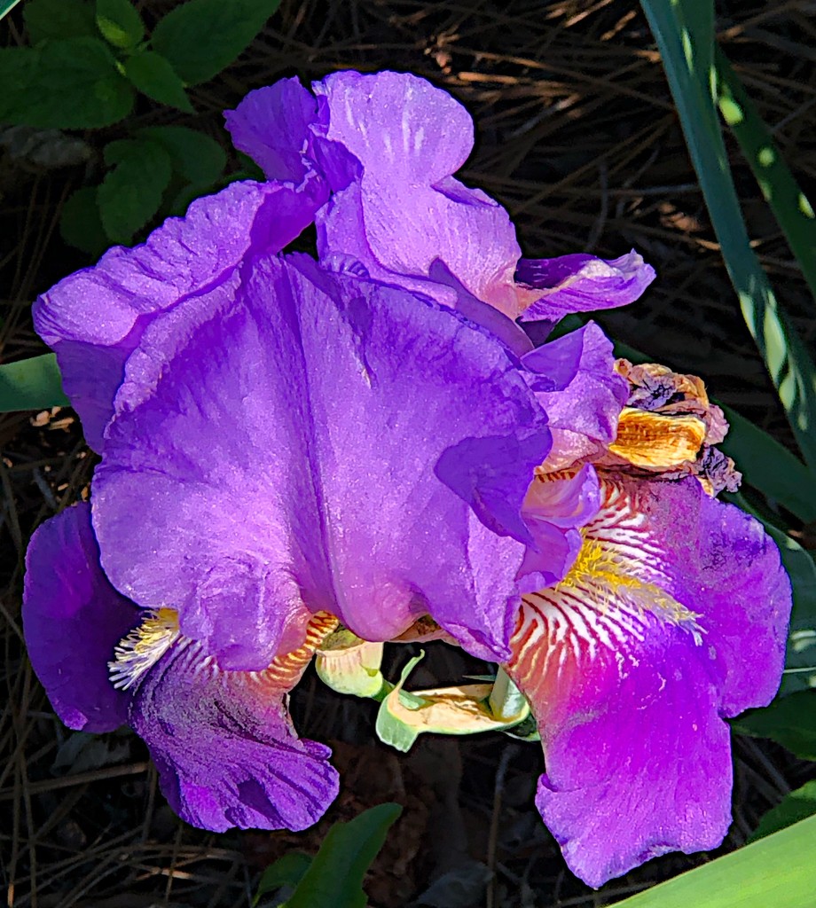 Iris, Hampton Park Garden by congaree