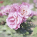 Spring Roses by joysfocus