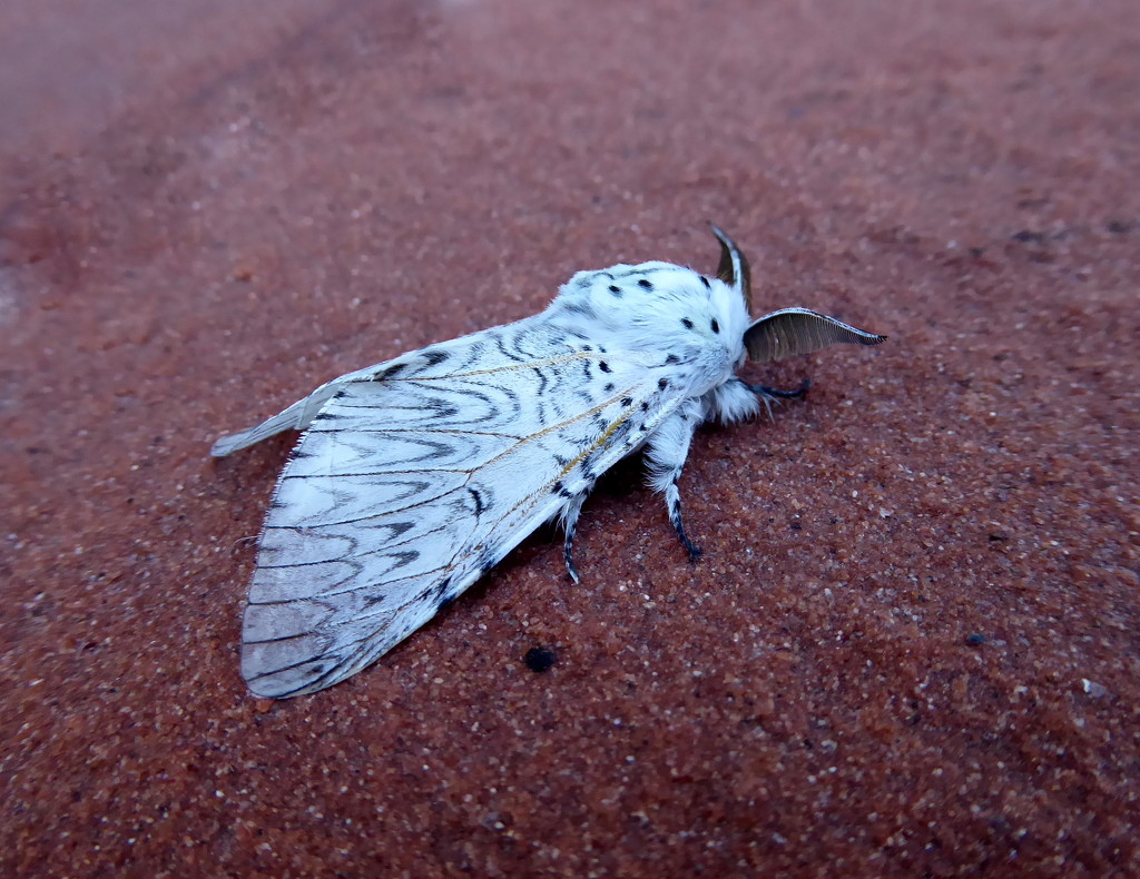 Puss moth  by steveandkerry