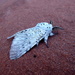Puss moth  by steveandkerry