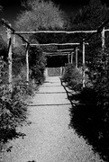 22nd Apr 2020 - Path in the walled garden