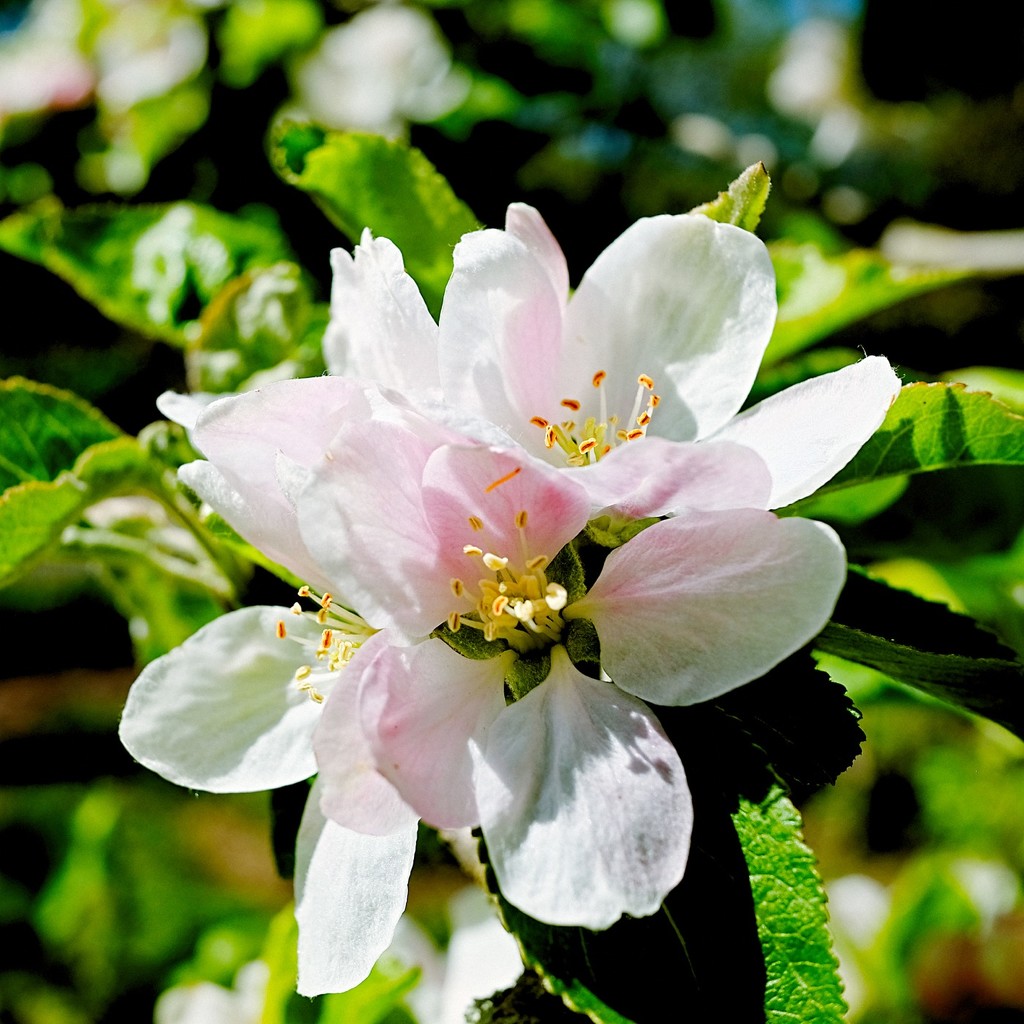 Apple Blossom 2 by allsop