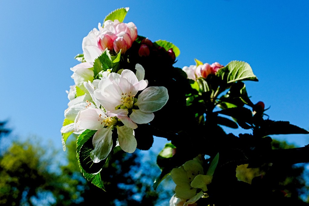 Apple Blossom 1 by allsop
