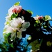Apple Blossom 1 by allsop