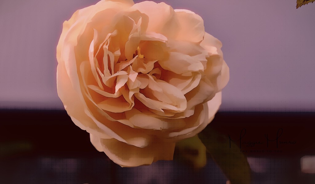 apricot rose by maggiemae