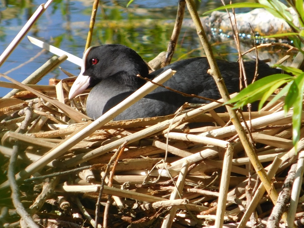 Patient Mrs Coot enjoying the early morning sun as she waits for her babies by 365anne