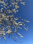 18th Apr 2020 - More blue sky