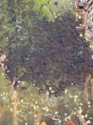 19th Apr 2020 - Tadpoles have hatched !!
