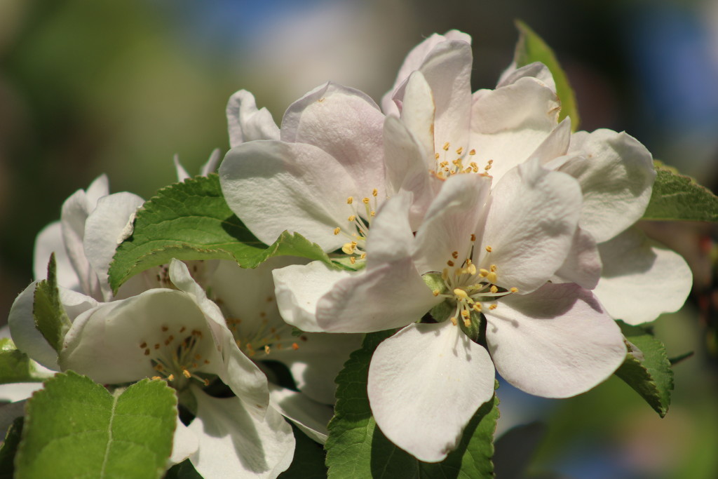 20th April apple blossom by valpetersen
