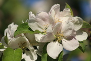 20th Apr 2020 - 20th April apple blossom
