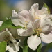 20th April apple blossom by valpetersen