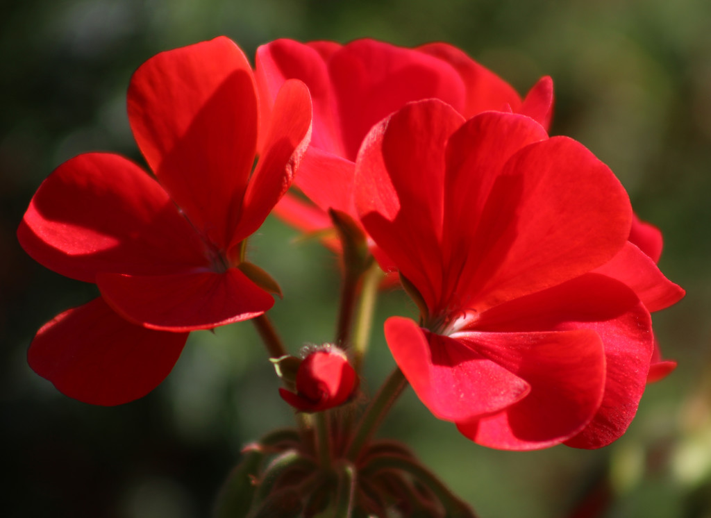 19th April pelargonium by valpetersen