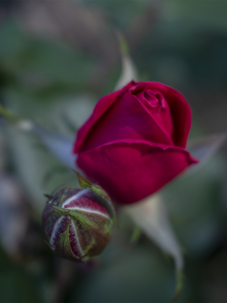 Rose with Bud by k9photo