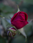 22nd Apr 2020 - Rose with Bud