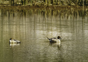 22nd Apr 2020 - Pintail Duck Pair