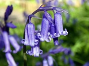 18th Apr 2020 - Bluebells in the Garden