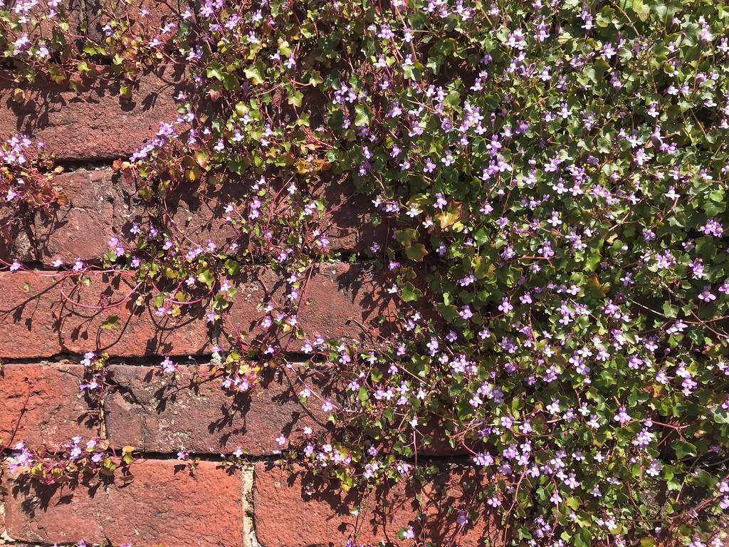 A sun warmed brick wall... by happypat