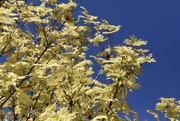 22nd Apr 2020 - Variegated Maple 