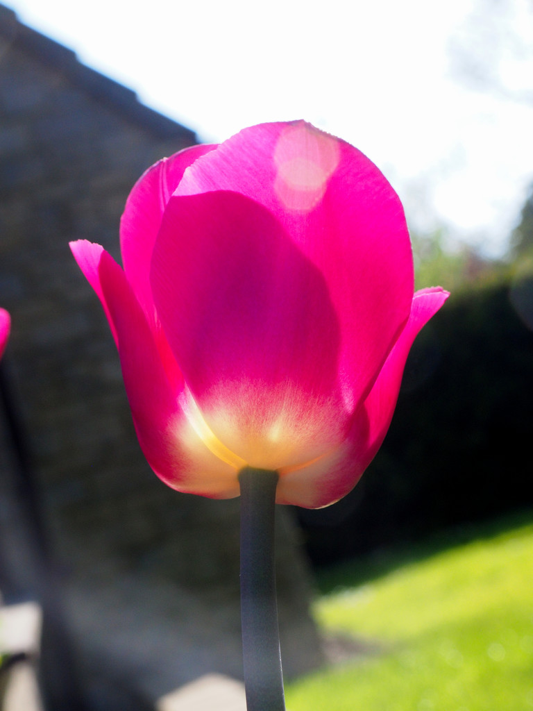 Tulip in the sun by jon_lip