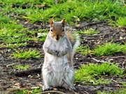21st Apr 2020 - Please sir may I have another nut......