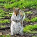 Please sir may I have another nut...... by ajisaac