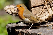 22nd Apr 2020 - SAME ROBIN, BUT THE OTHER SIDE