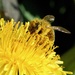 DUSTY BEE by markp