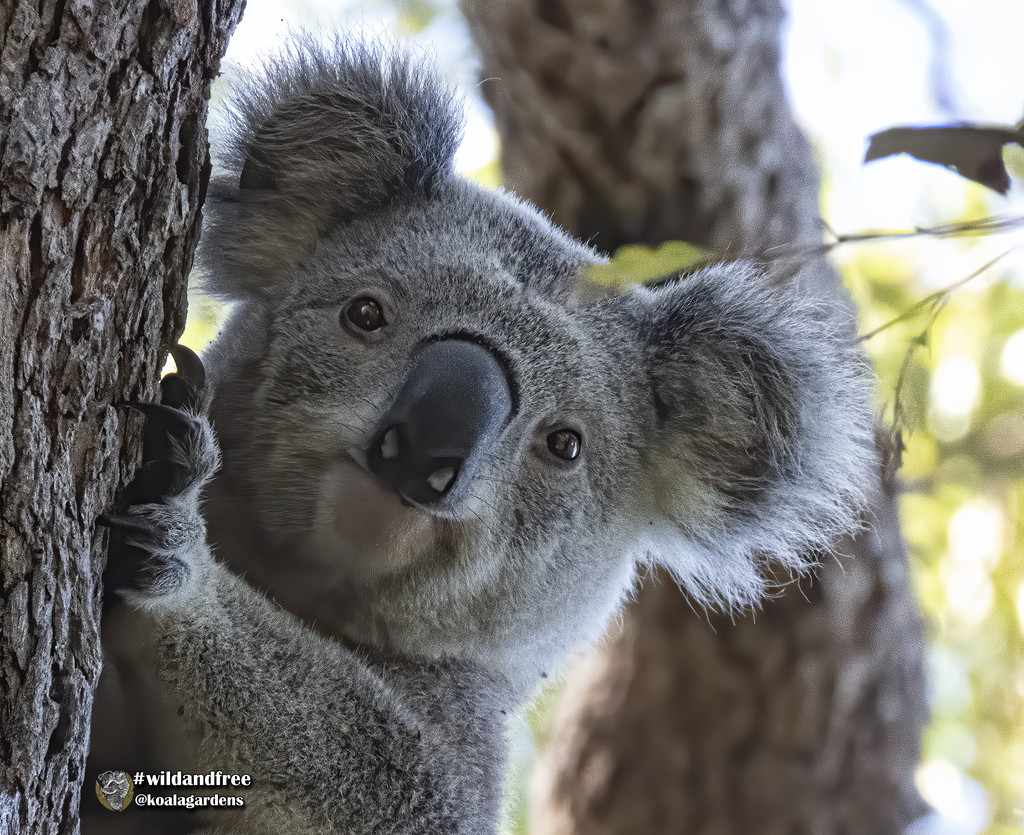 stay calm everybody by koalagardens