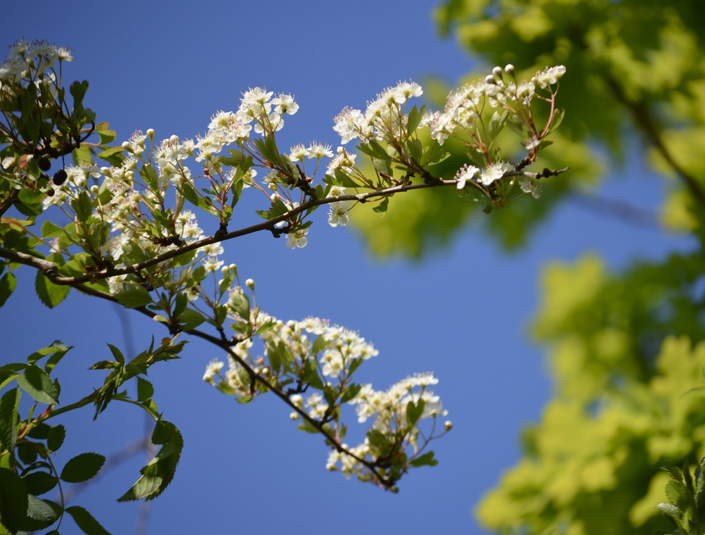 Hawthorn blossom  by wakelys