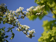 22nd Apr 2020 - Hawthorn blossom 