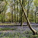 Carpet of bluebells by boxplayer