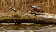 22nd Apr 2020 - Painted turtle sunning on a log