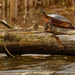 Painted turtle sunning on a log by rminer