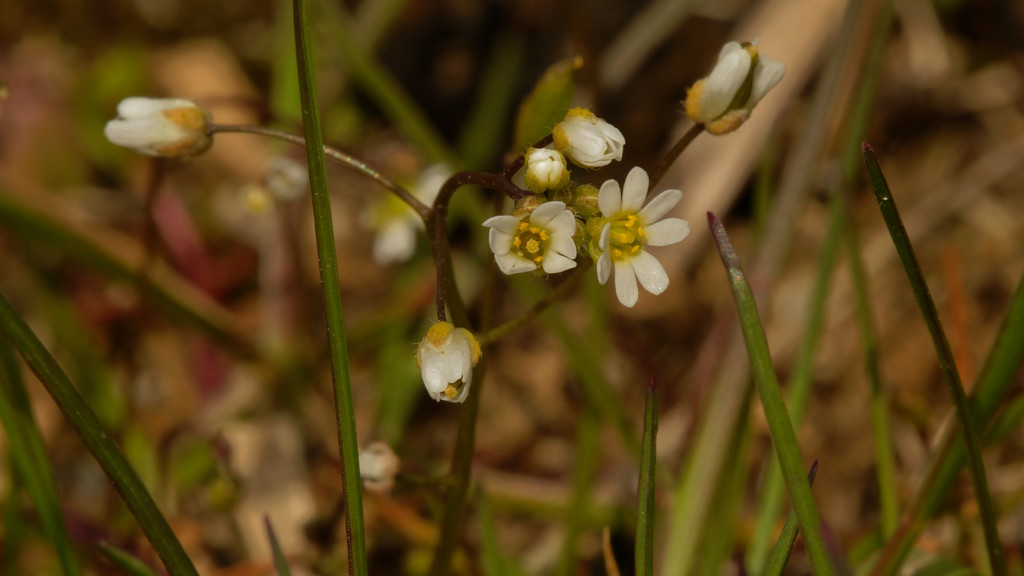 common whitlowgrass by rminer