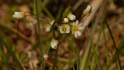 22nd Apr 2020 - common whitlowgrass