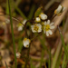 common whitlowgrass by rminer