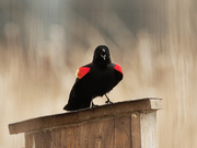 22nd Apr 2020 - Red-winged blackbird