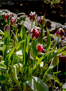 22nd Apr 2020 - More Tulips