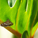 Pyralid Moth, Webworm moth. by sugarmuser