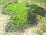 22nd Apr 2020 - Grass in Front Yard