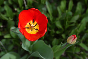 22nd Apr 2020 - First Tulip
