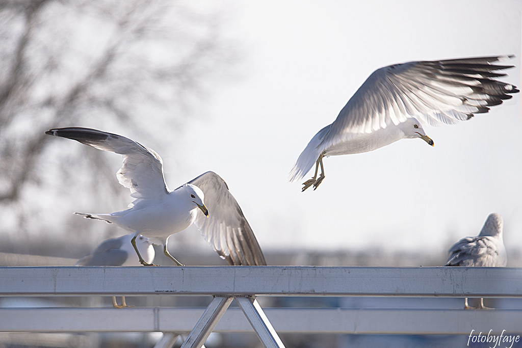 Two seagulls by fayefaye