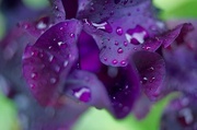 25th Apr 2020 - Purple rain