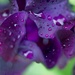 Purple rain by dawnbjohnson2