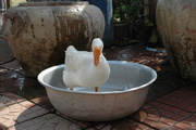 23rd Apr 2020 - Duck in the bowl  