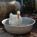 Duck in the bowl   by ianjb21