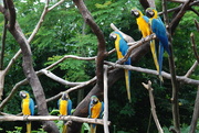 21st Apr 2020 - Macaws 