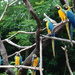 Macaws  by ianjb21