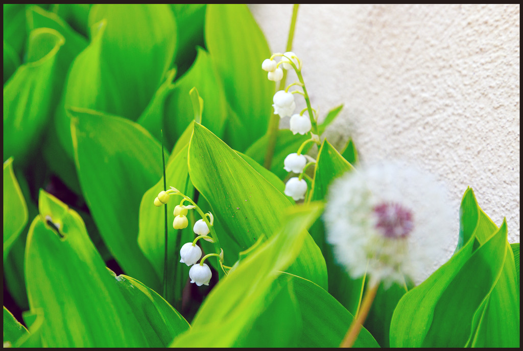 Lily–of–the–Valley by hjbenson